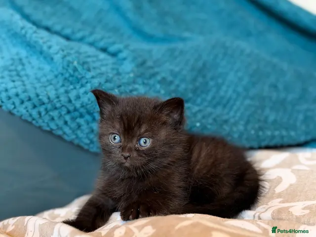 British Shorthair cats for sale: 2 Girls British shorthair, blue and black💕 - Advert 1