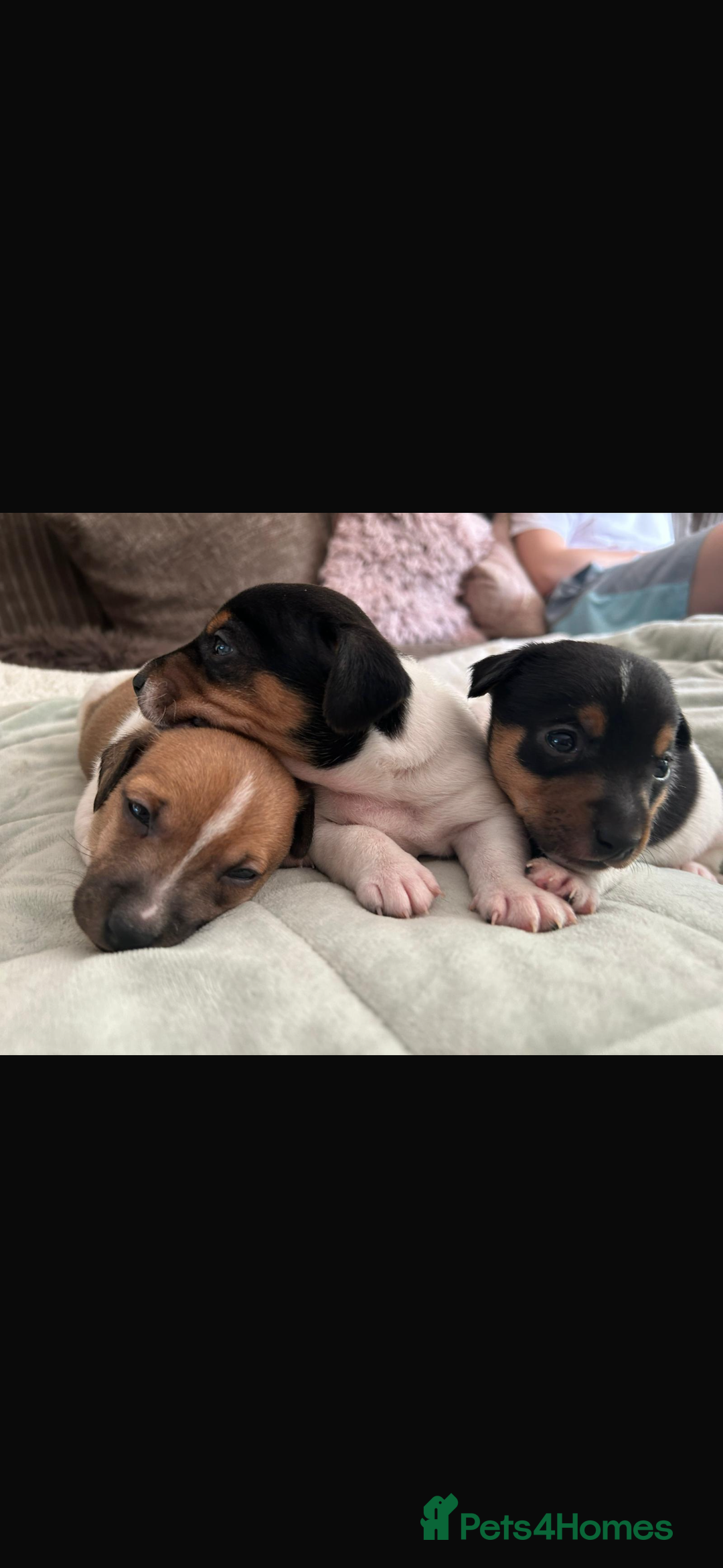 Jack Russell dogs for sale: Beautiful short legged Jack Russell babies  - Image 22