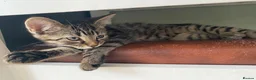Mixed Breed cats for sale: Litter of 6 kittens ready to go to new homes! in Colchester - Advert 20