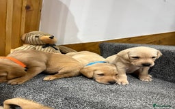 Labrador Retriever dogs for sale: Early Autumn Labrador Puppies - Image 14