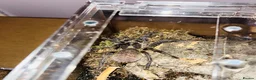 Tarantulas invertebrates for sale: 2 Old World Tarantulas - Advert 2