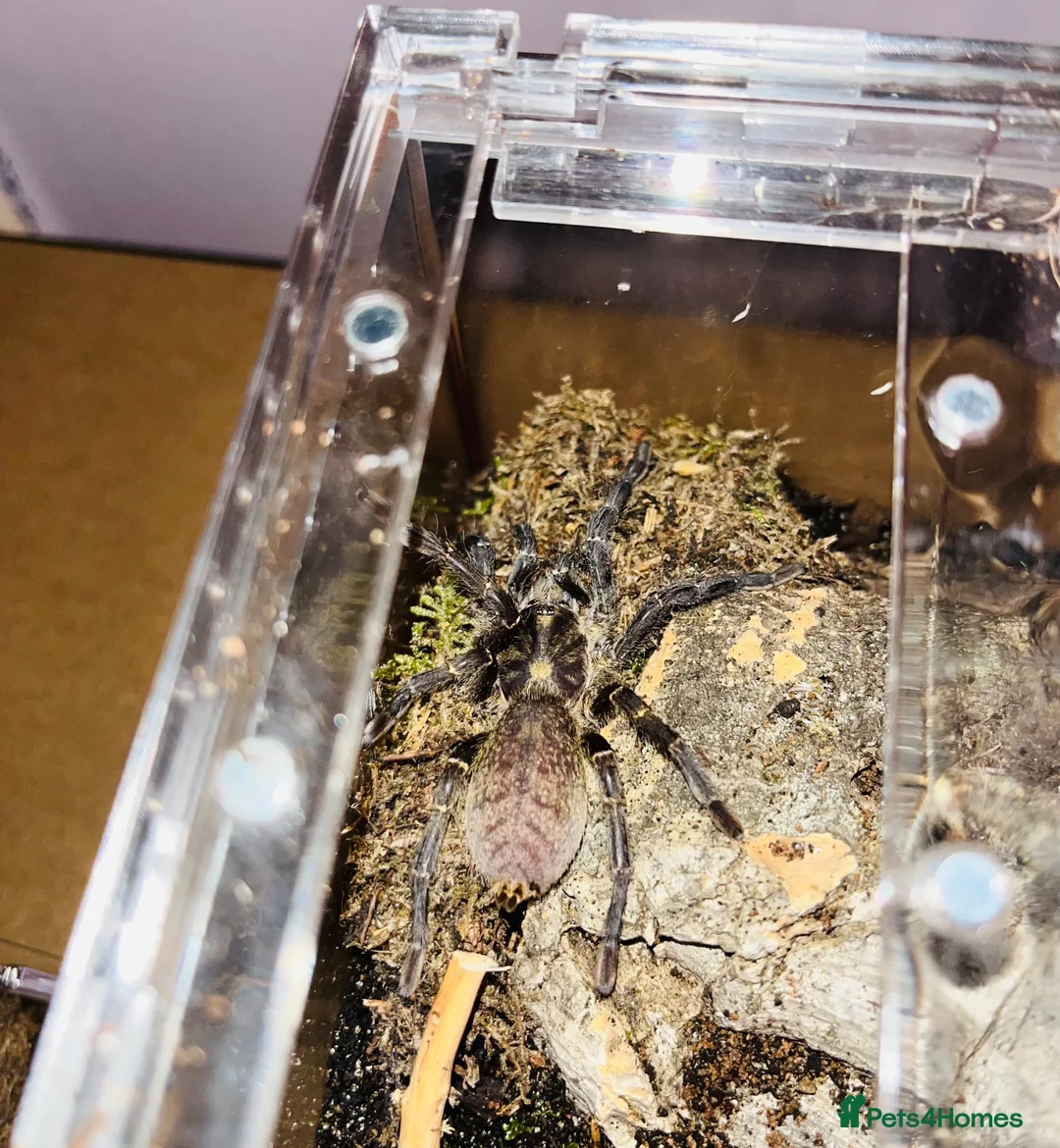Tarantulas invertebrates for sale: 2 Old World Tarantulas - Advert 2