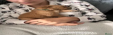 Golden Retriever 1