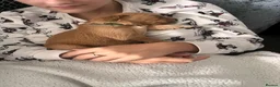 Golden Retriever dogs for sale: 🐾 Gorgeous pedigree Golden Retriever Puppies - Advert 16