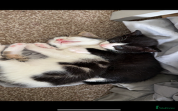 Mixed Breed cats for sale: 4 beautiful kittens  - Image 5