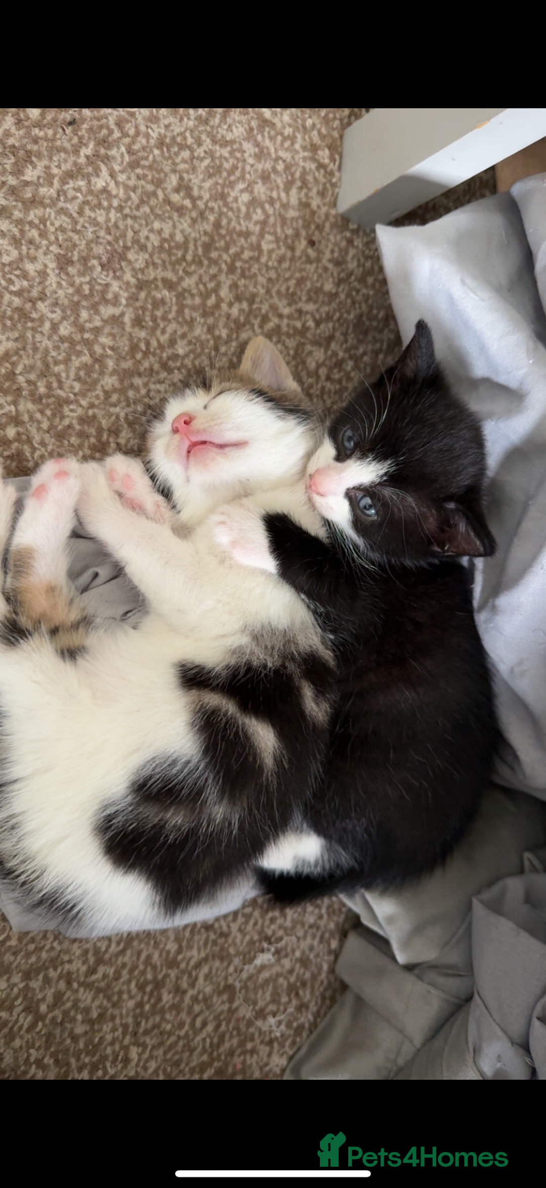 Mixed Breed cats for sale: 4 beautiful kittens  - Image 5