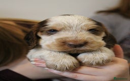 Cocker Spaniel dogs for sale: Beautiful sable show type cocker spaniel puppies - Image 3