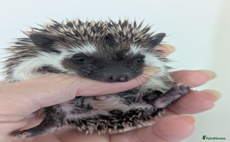 Pygmy Hedgehog rodents - Advert 1