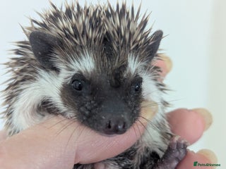 Pygmy Hedgehog rodents - Advert 3
