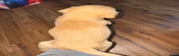 Labrador Retriever dogs for sale: Fox Red Labrador - Advert 27
