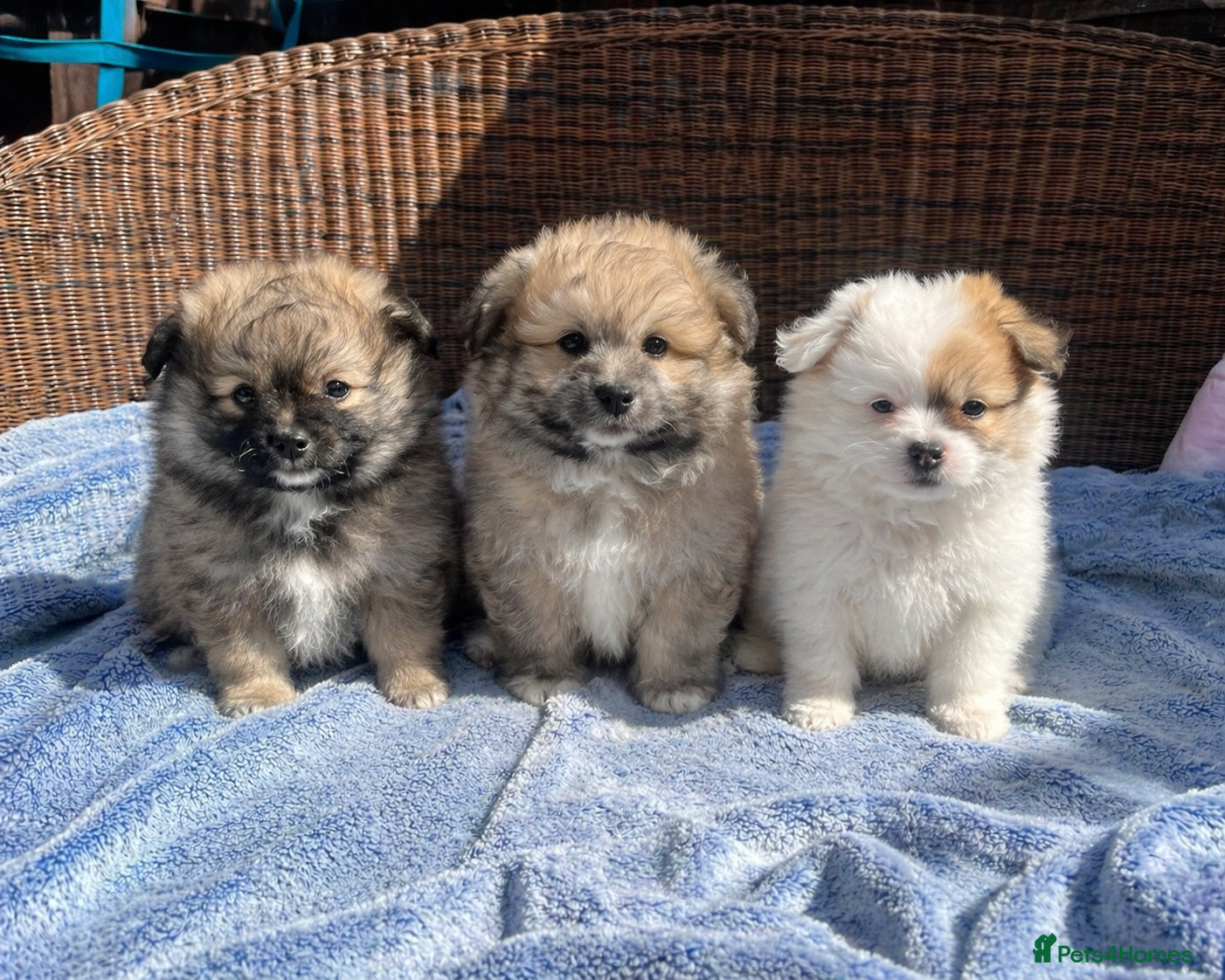 Maltipom dogs Maltipom - Advert 1