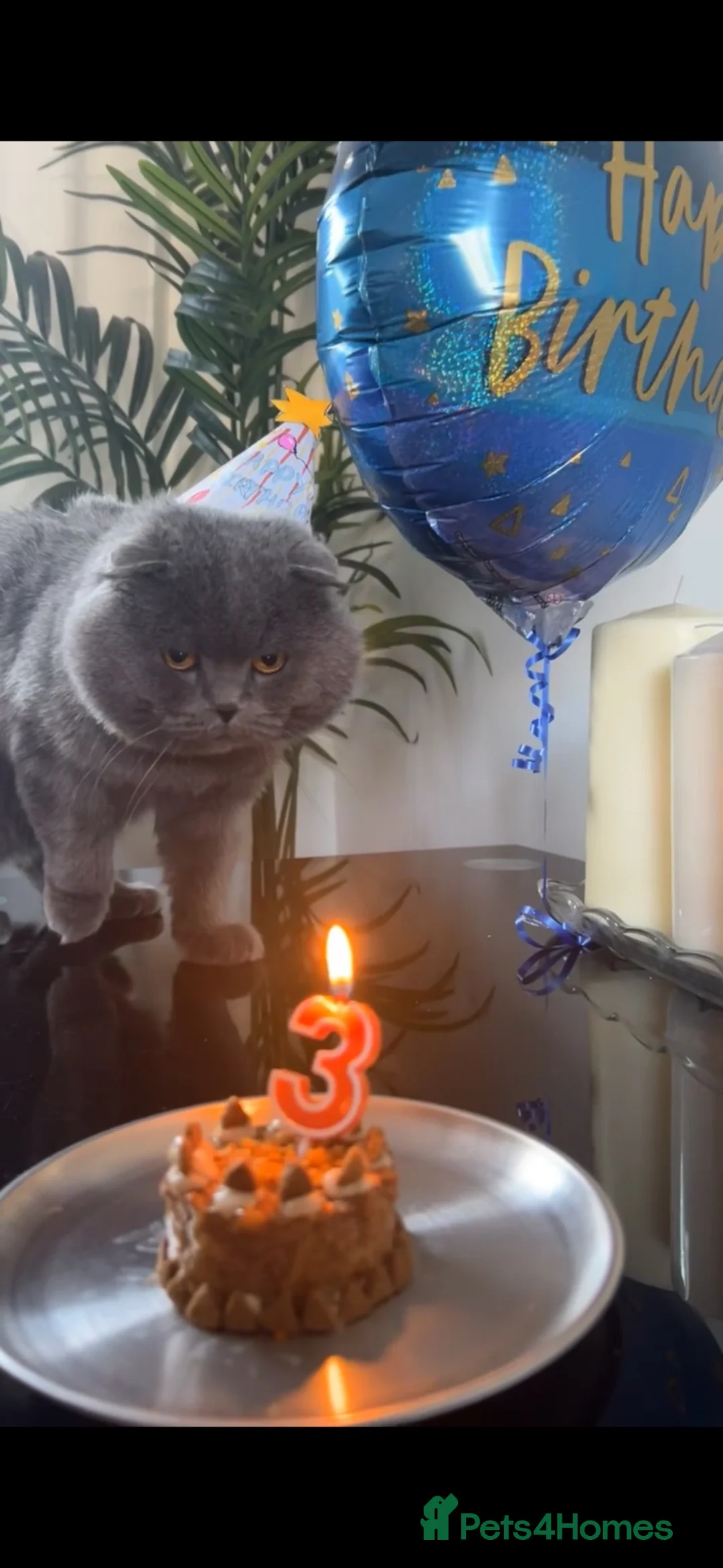 Scottish Fold cats for stud: 🐾 Tom – Proven Scottish Fold Stud 🐾 - Advert 1