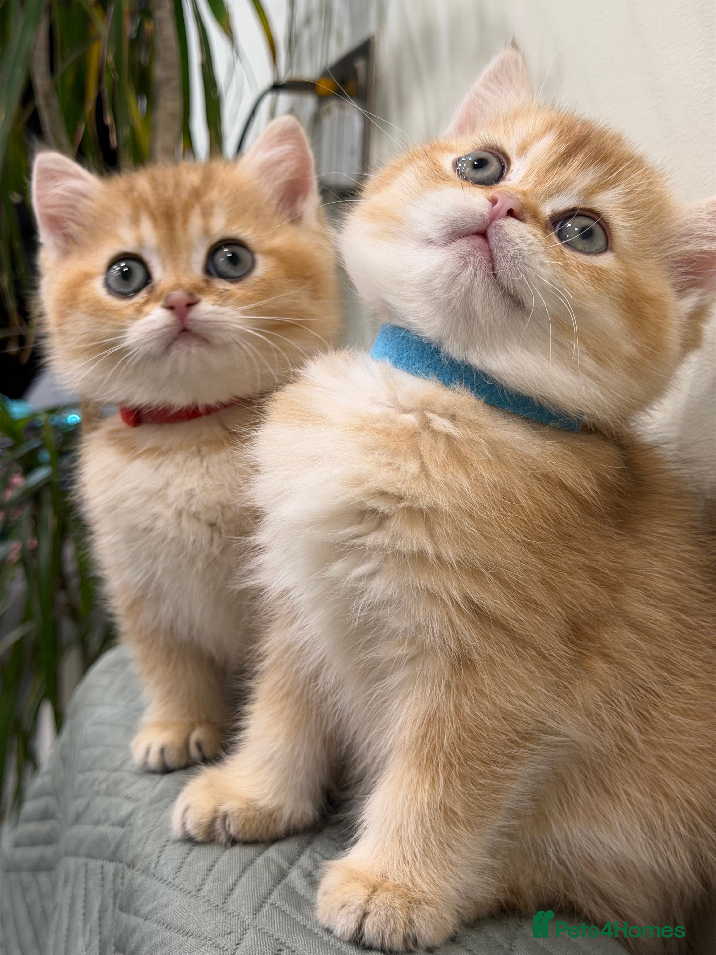 British Shorthair cats Adorable British shh golden kittens GCCF  - Advert 6