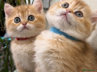 British Shorthair cats Adorable British shh golden kittens GCCF - Advert 3