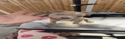 American Bully dogs for sale: Pocket bully puppies  - Advert 20