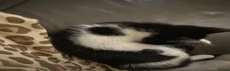Mixed Breed cats for sale: 3 beautiful Black and White kittens  - Advert 16