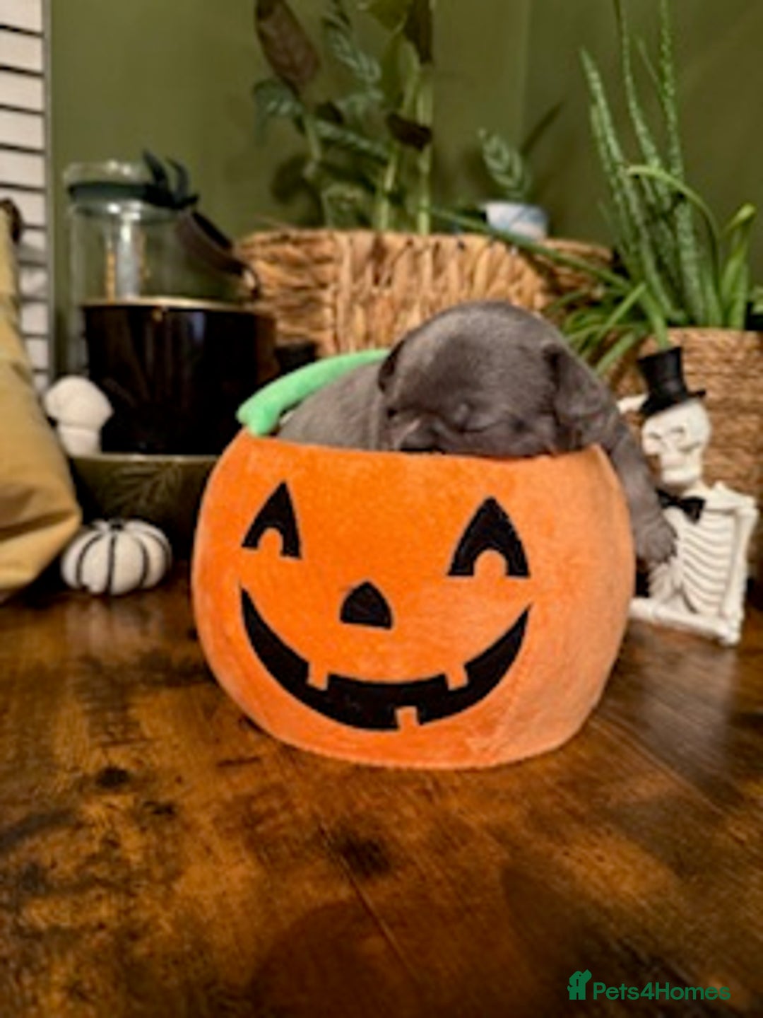 French Bulldog dogs for sale: Exclusive French Bulldog Puppies - Image 10