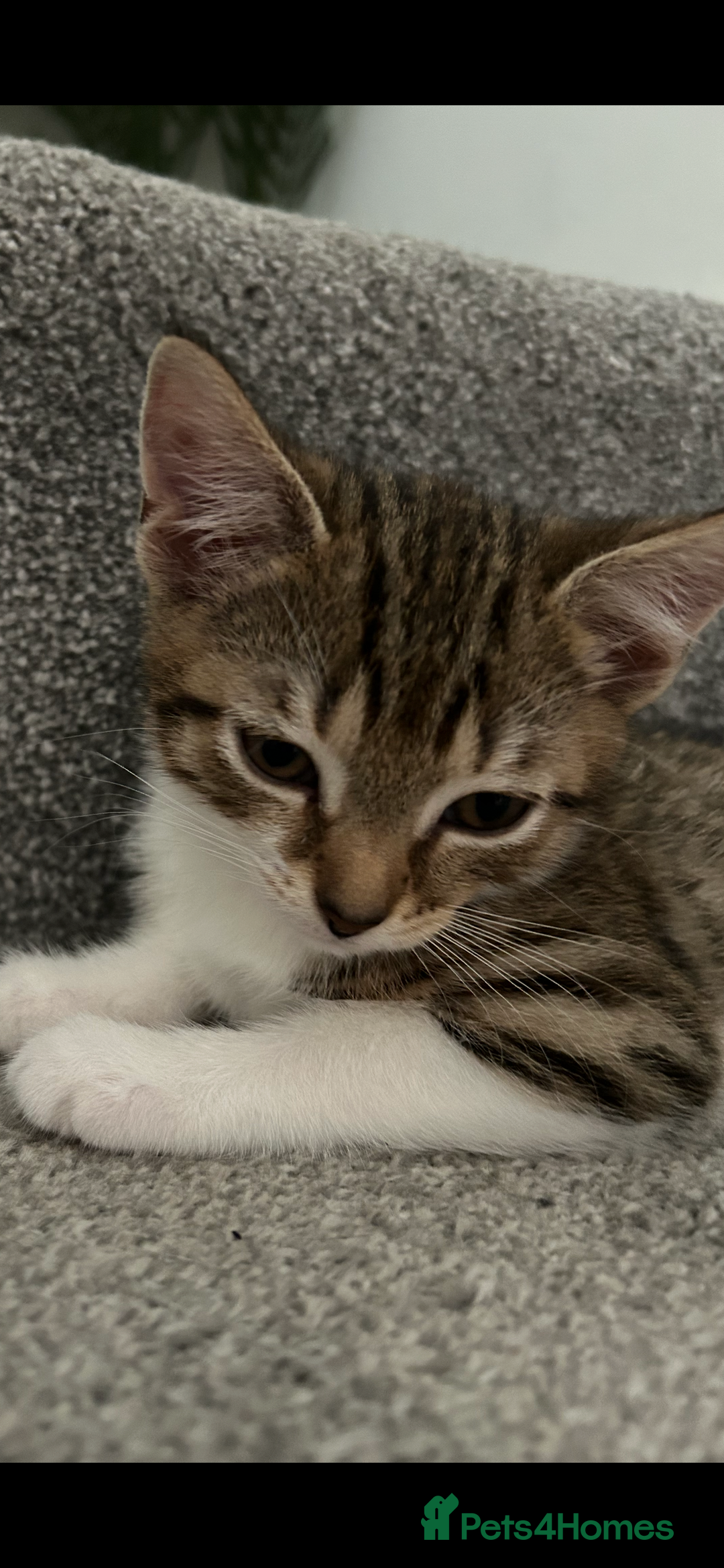 Mixed Breed cats for sale: REDUCED & READY NOW BSH x Tabby kittens  - Image 29