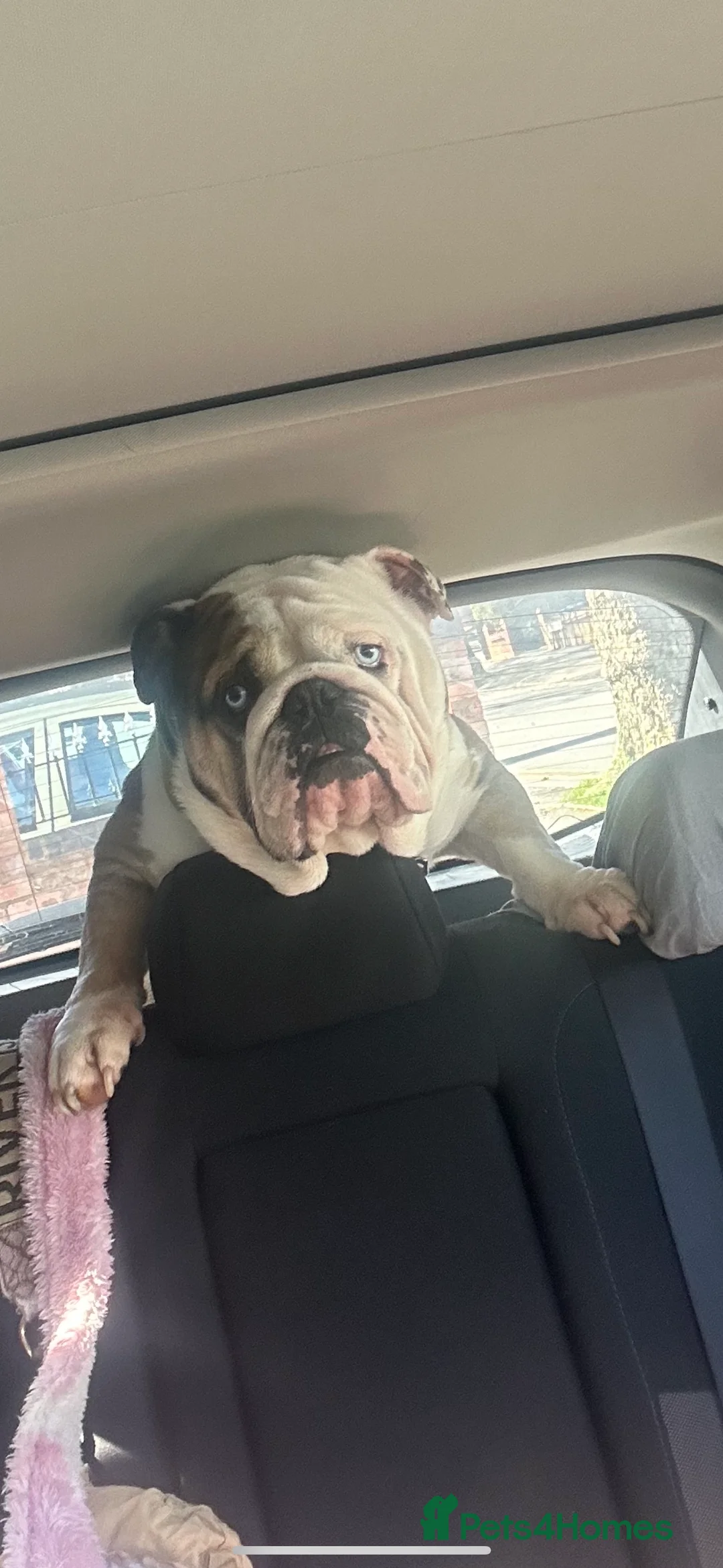 English Bulldog dogs for stud: PROVEN -SHRINKABULLS bloodline.  in Coventry - Advert 4