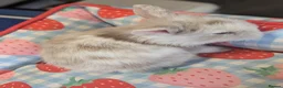 Mixed Breed rabbits for sale: Mini Lop x Netherland Dwarf Bunnies🐇 - Advert 4