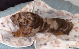 Miniature Dachshund dogs for sale: 4 Dachshund Puppies - Image 2