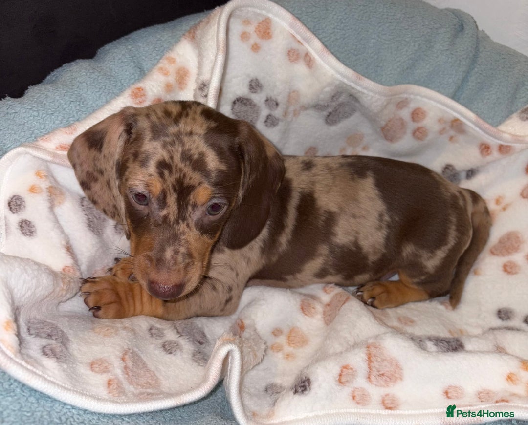 Miniature Dachshund dogs for sale: 4 Dachshund Puppies - Image 2