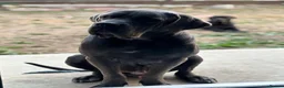 Cane Corso dogs for stud: Big boy chaos🐾 - Advert 3