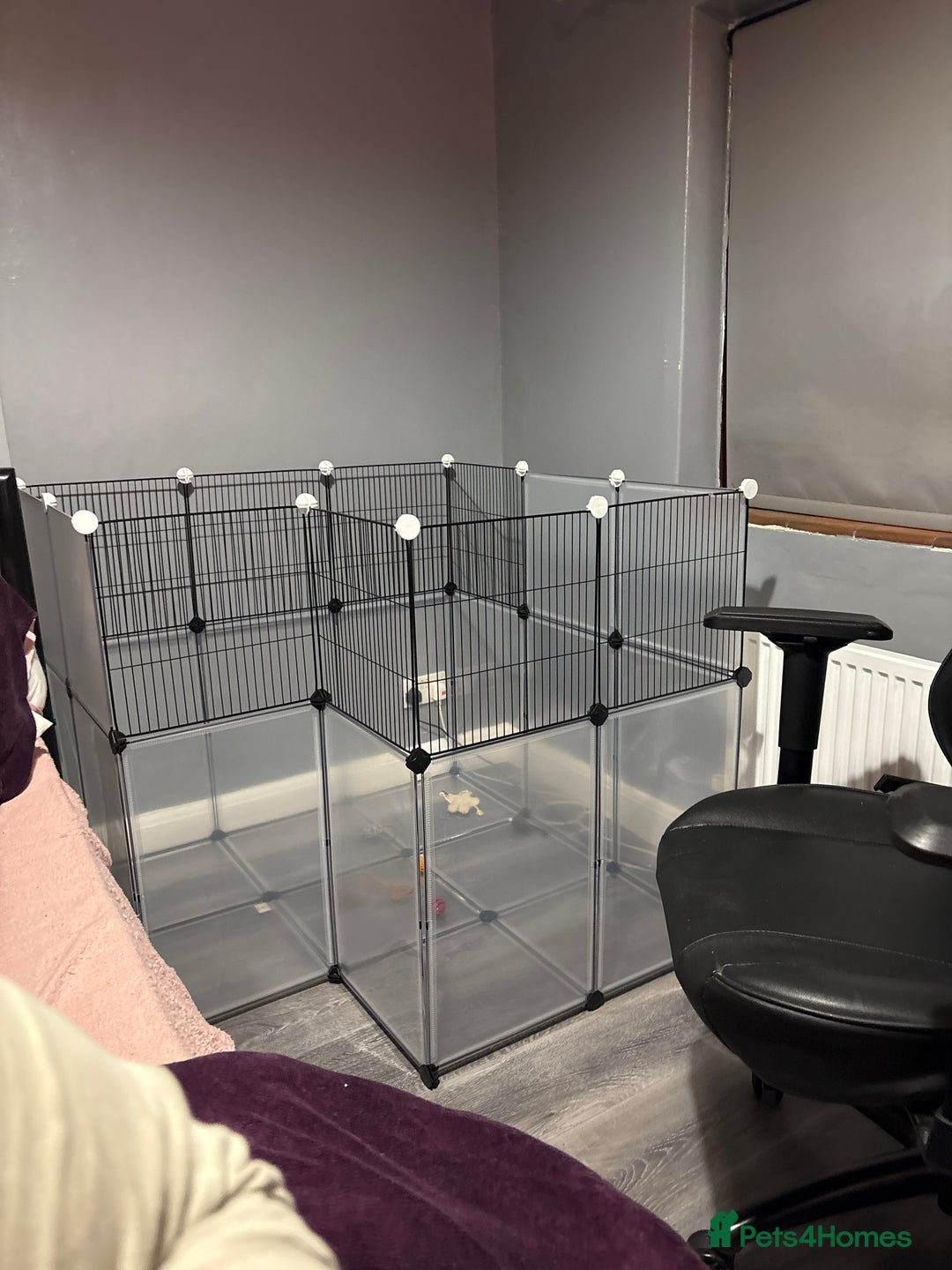 Rat rodents for sale: Young male rats and cage for sale - Advert 2