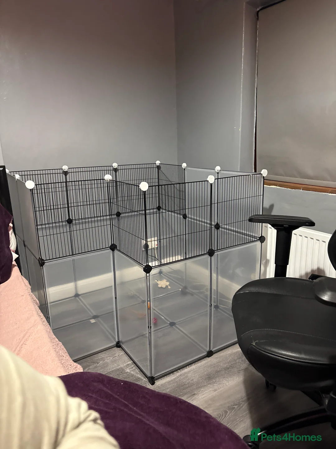 Rat rodents for sale: Young male rats and cage for sale - Advert 2