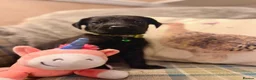Great Danoodle dogs for sale: Extremely rare greatdoodles ready now  - Advert 38