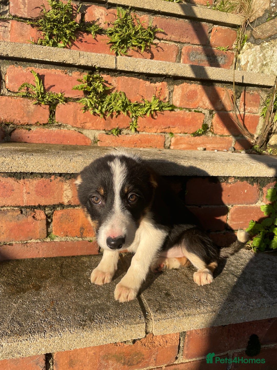 Border Collie dogs for sale: 3 Beautiful Sheepdog Puppies - Advert 19
