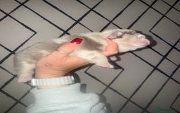 English Bulldog dogs for sale: Beautiful lilac merle female - Advert 7