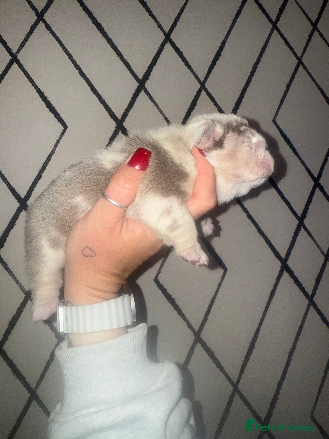 English Bulldog dogs for sale: Beautiful lilac merle female - Advert 7