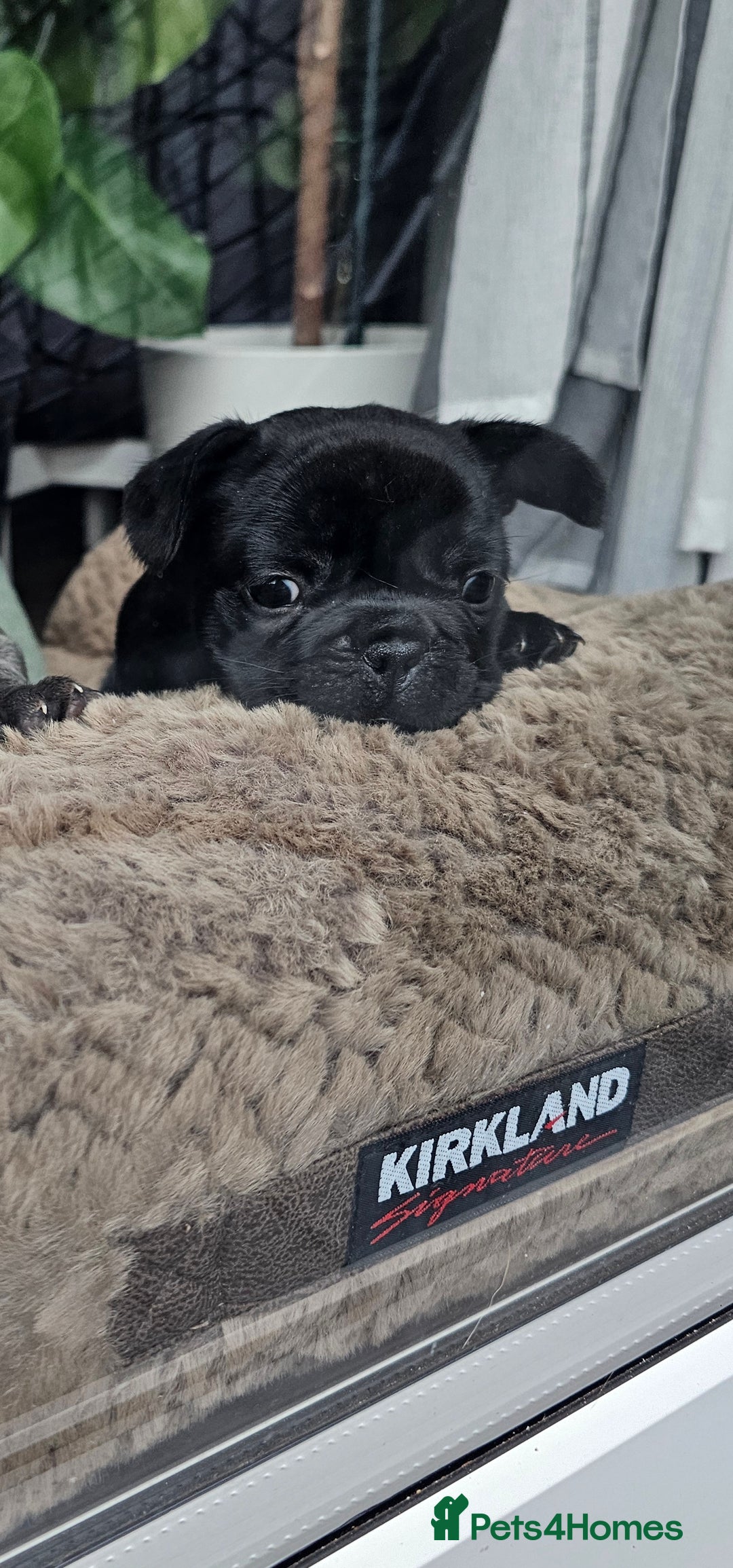 French Bulldog dogs for sale: Black Frenchie  French Bulldog puppy  - Image 7