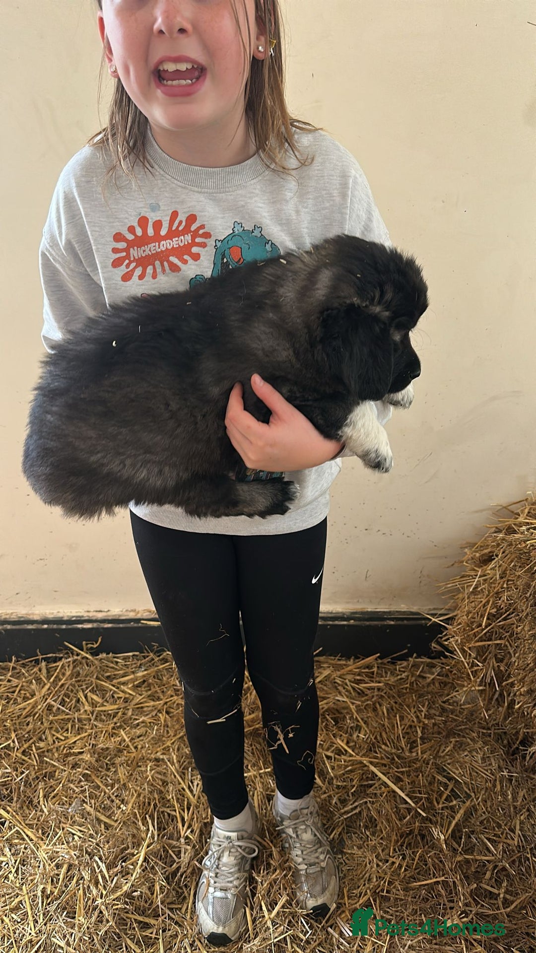 Caucasian Shepherd Dog dogs for sale:  ⭐️Caucasian shepherds⭐️puppies #bears big boned   - Image 30
