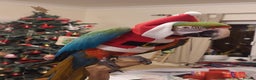 Macaws birds for sale: Harlequin macaw female 5y old Very tame free flyer - Advert 5