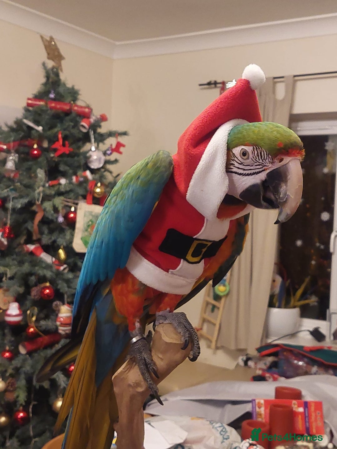 Macaws birds for sale: Harlequin macaw female 5y old Very tame free flyer - Advert 5