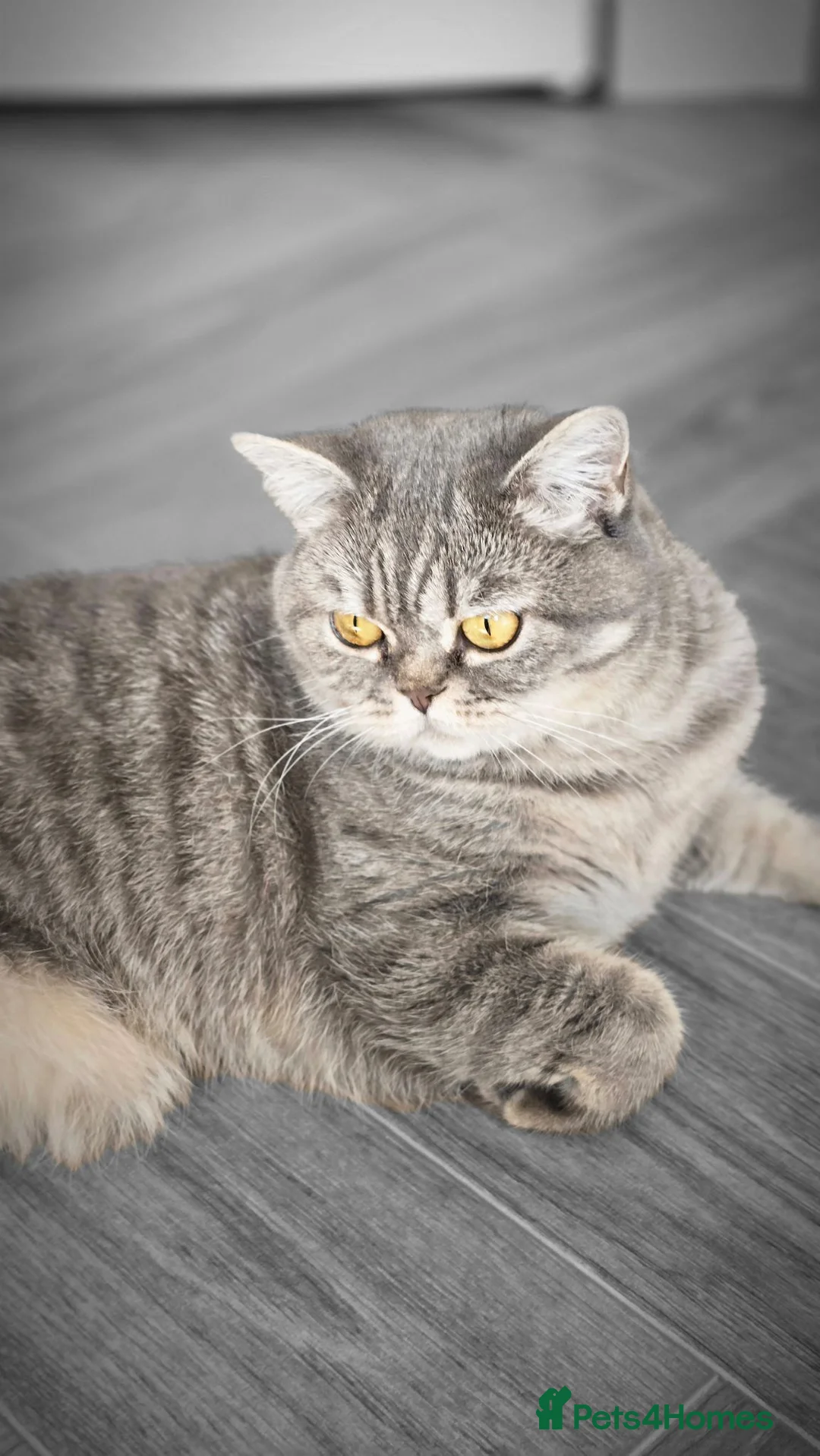 British Shorthair cats for sale: Blue spotted BSH - Advert 2