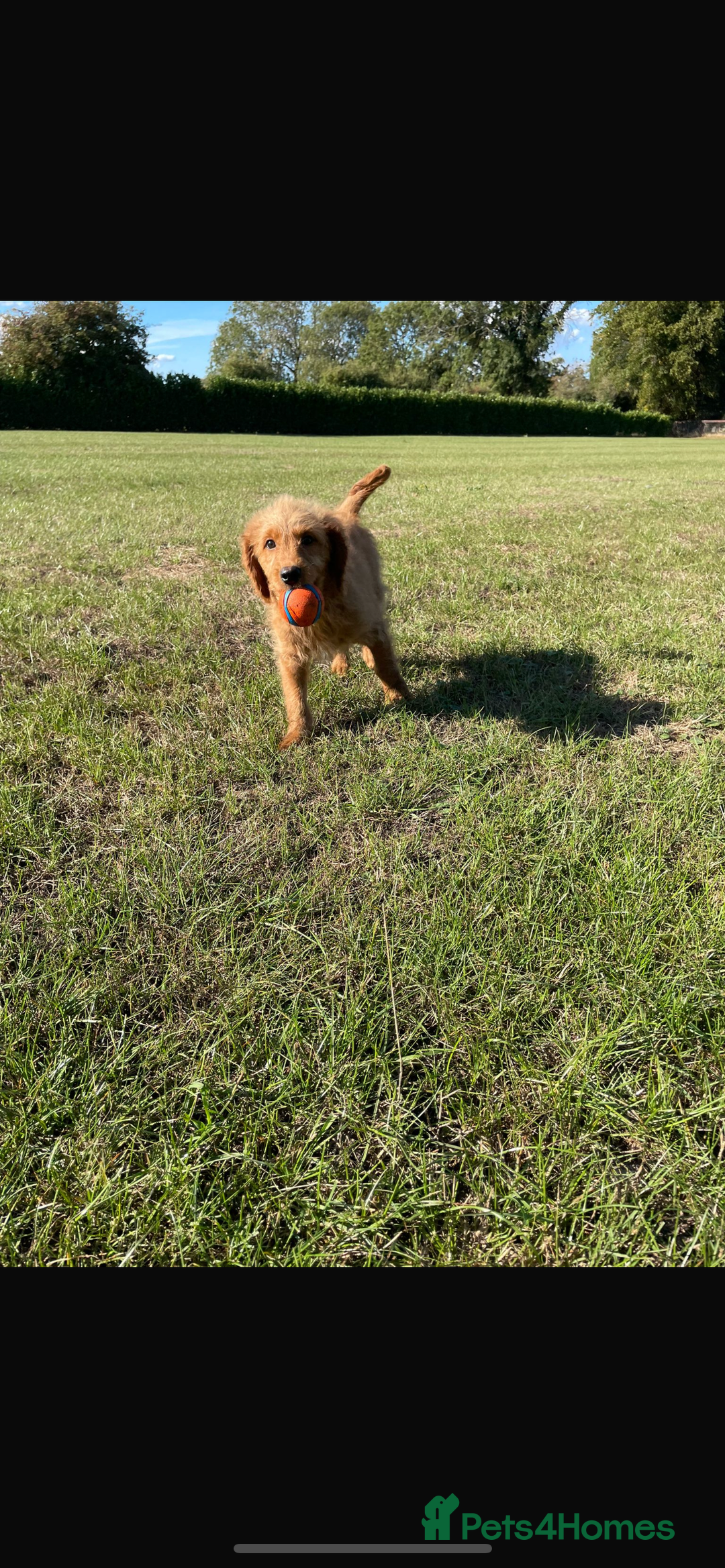 Mini Goldendoodle dogs for sale: F1 Goldendoodle puppies  - Image 17
