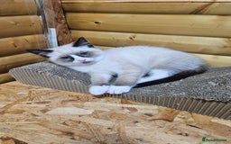 Mixed Breed cats for sale: Mostly white boy cat  - Image 9
