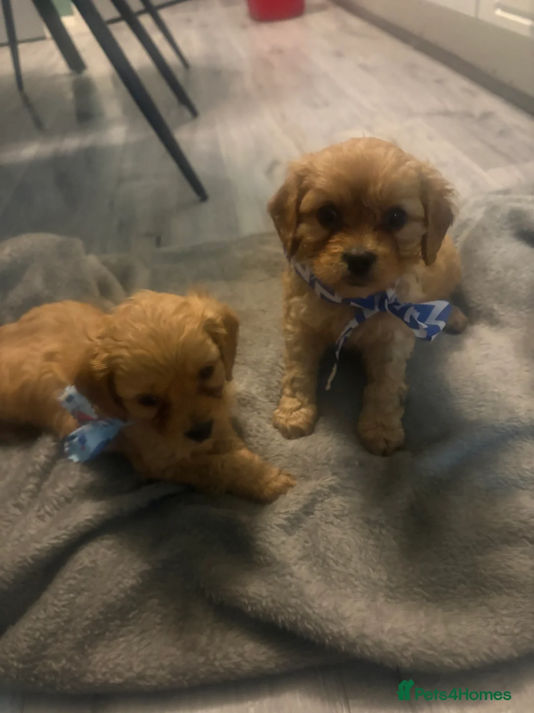 Cavapoo dogs for sale: Gorgeous Cavapoo puppies - Advert 5