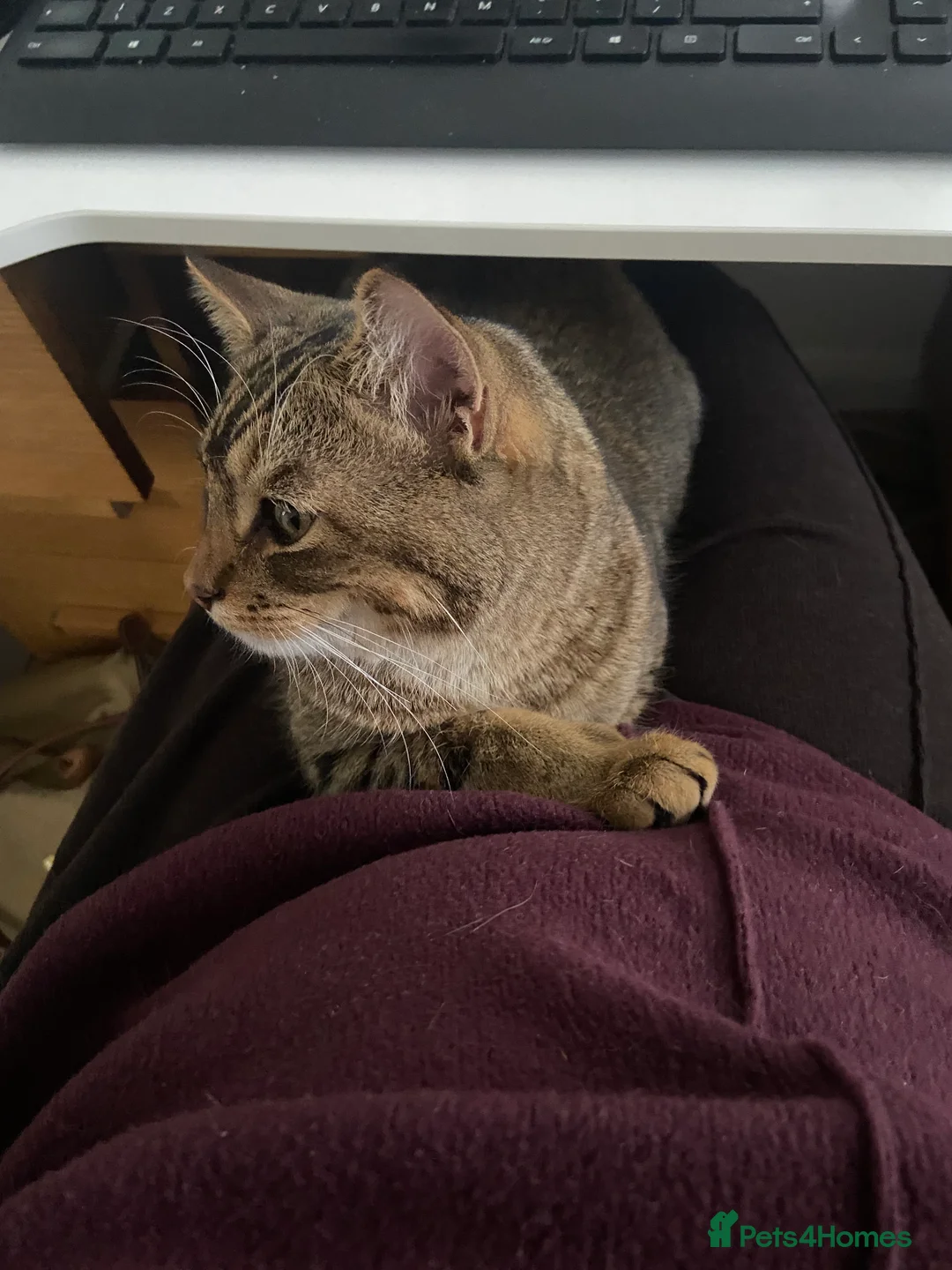 Mixed Breed cats for sale: Persian mix 9 month old kitten 💙 - Advert 8