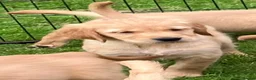 Golden Retriever dogs for sale: Outstanding Litter KC Reg Golden Retriever Puppies - Advert 12