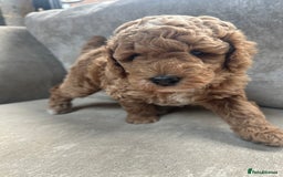 Irish Doodle dogs for sale: F2b Gorgeous Irish Doodles  - Image 6