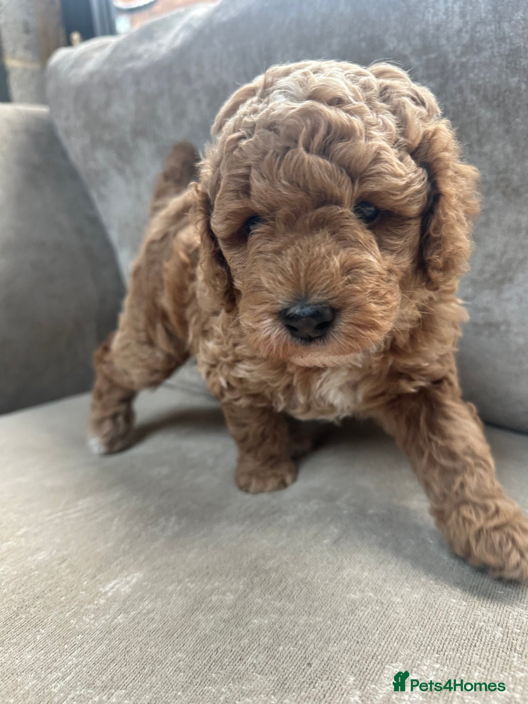 Irish Doodle dogs for sale: F2b Gorgeous Irish Doodles  - Image 6