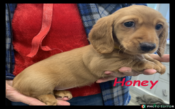 Miniature Dachshund dogs for sale: Beautiful Miniature Dachshunds. - Advert 10