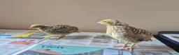 Quail poultry for sale: Quail chicks - Advert 5