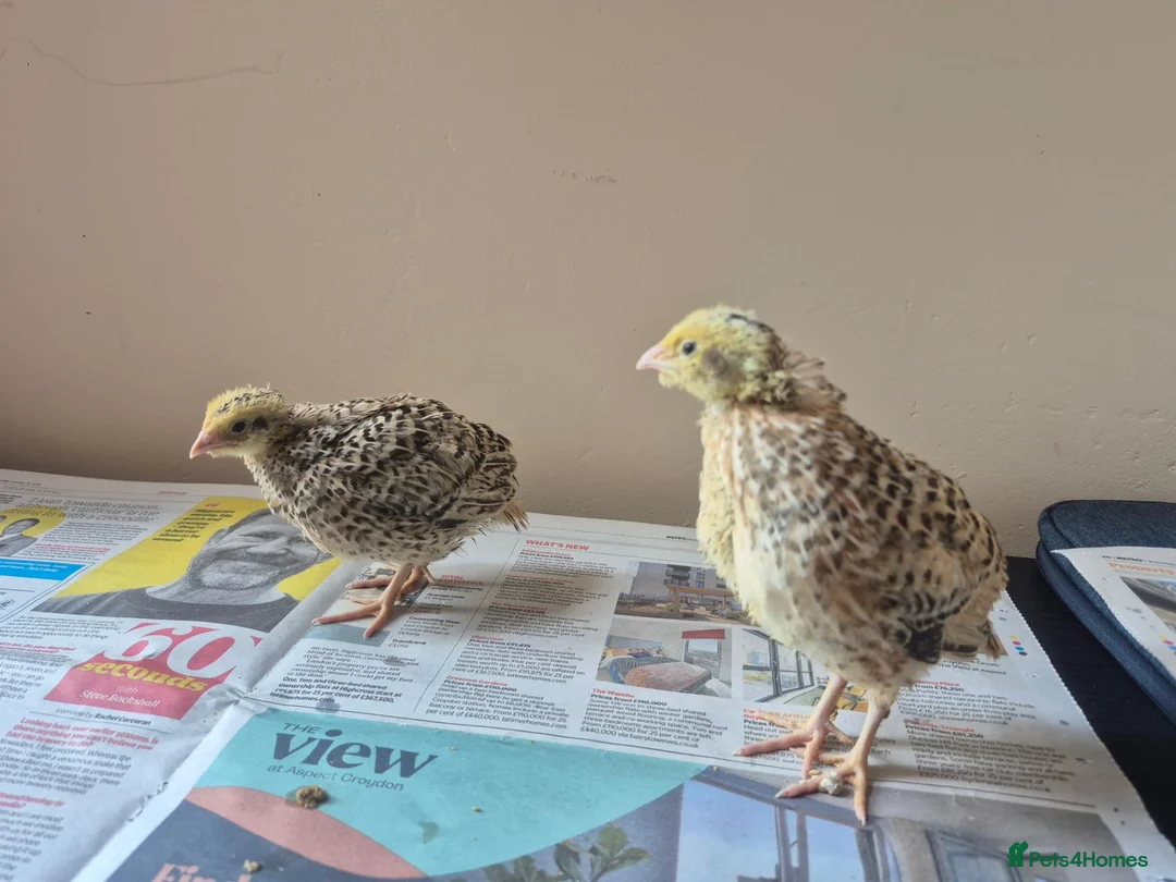 Quail poultry for sale: Quail chicks - Advert 5