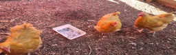 Chickens poultry for sale: Buff Orpington Cockerels  - Advert 5