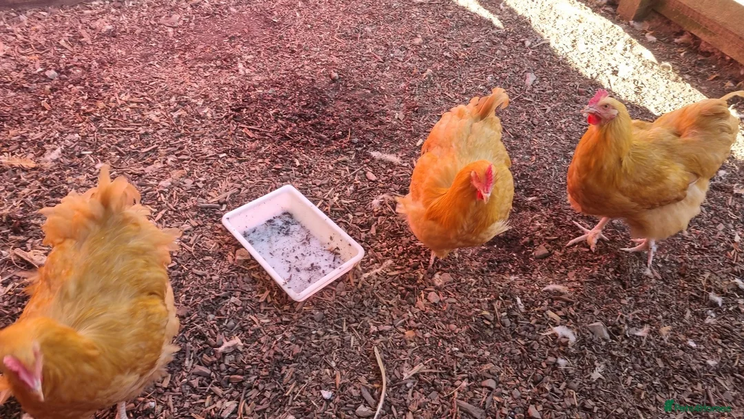 Chickens poultry for sale: Buff Orpington Cockerels  - Advert 5